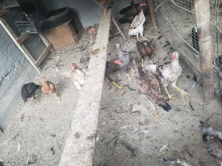 Srochni tovuklar xoroz dakan