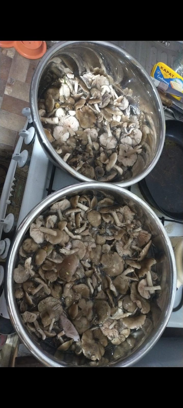 Продам грибы под карагачники свежесобранные
