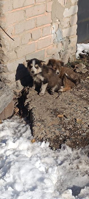 Отдам щенков  в добрые руки