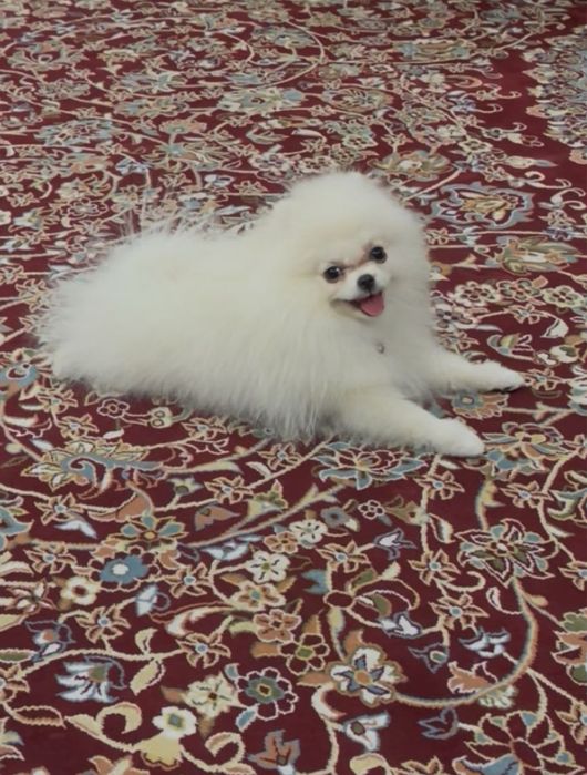 Срочно продам девочка аргинал парода