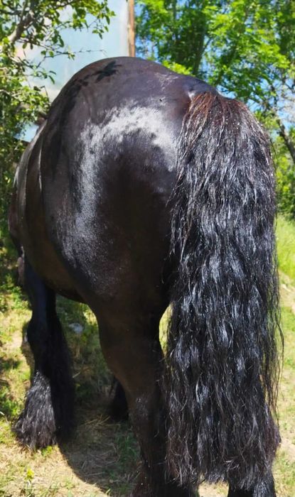 Ofer armăsar Ardenez pentru inseminare (montă)