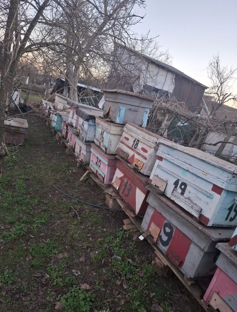 Vand stupi de albine si rame