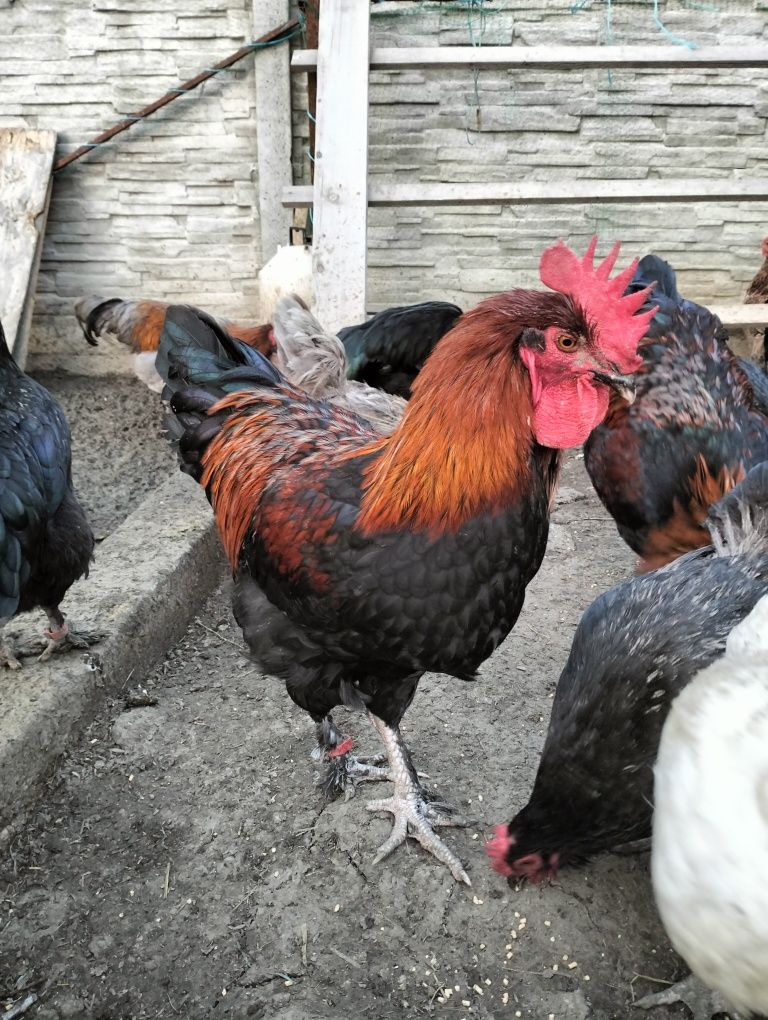 Cocosi Marans 4.5 luni