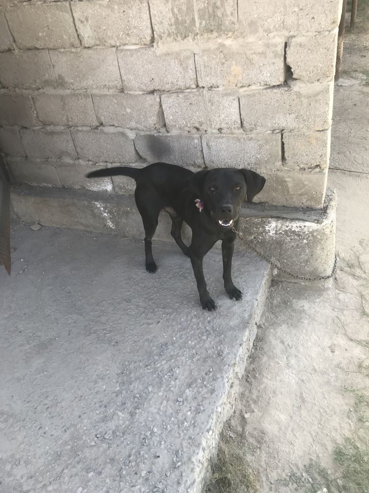 Сатылат питбуль