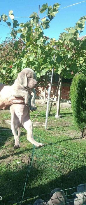 Ваймаранер мъжки !