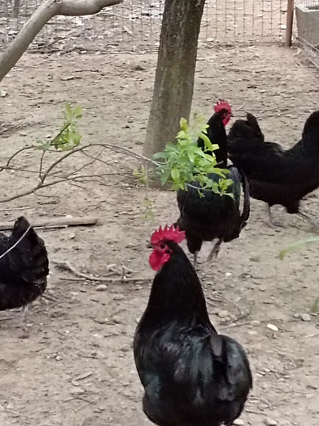 Familie Australorp negru