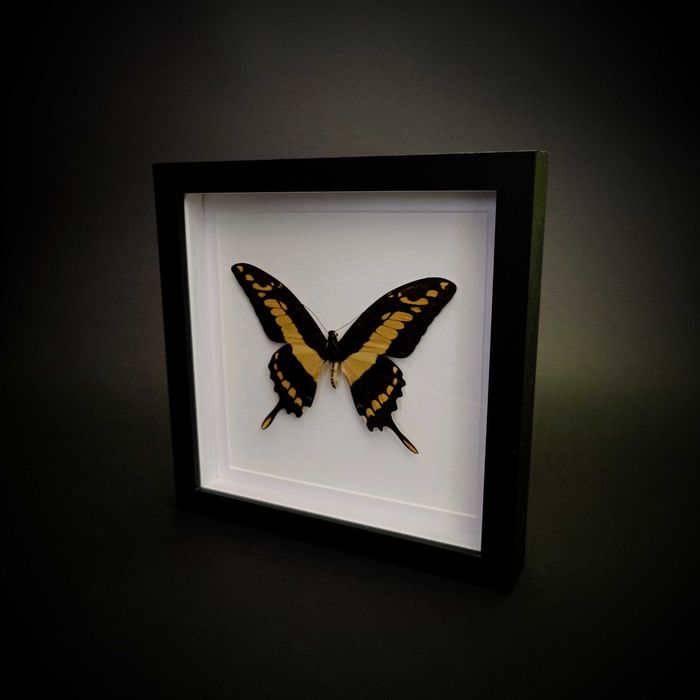 Истинска пеперуда в рамка , Уникален подарък , Препарирани пеперуди