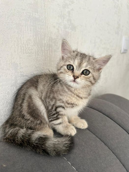Котенок красивый