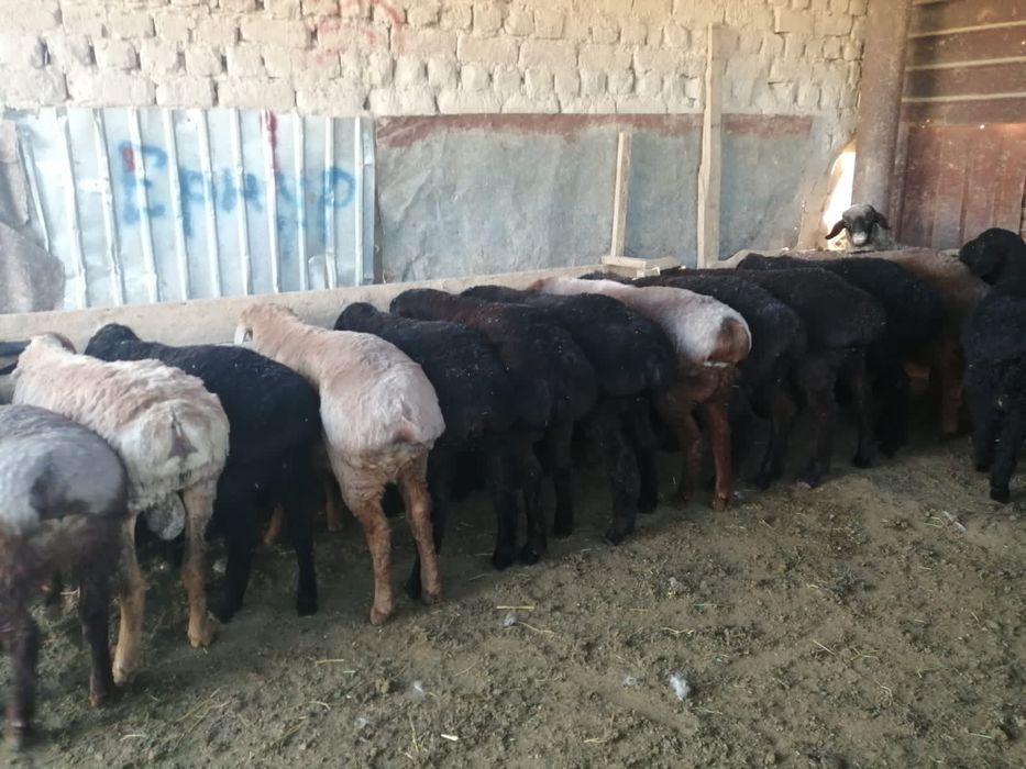 Бағылған семіз қой, тоқты сатылады