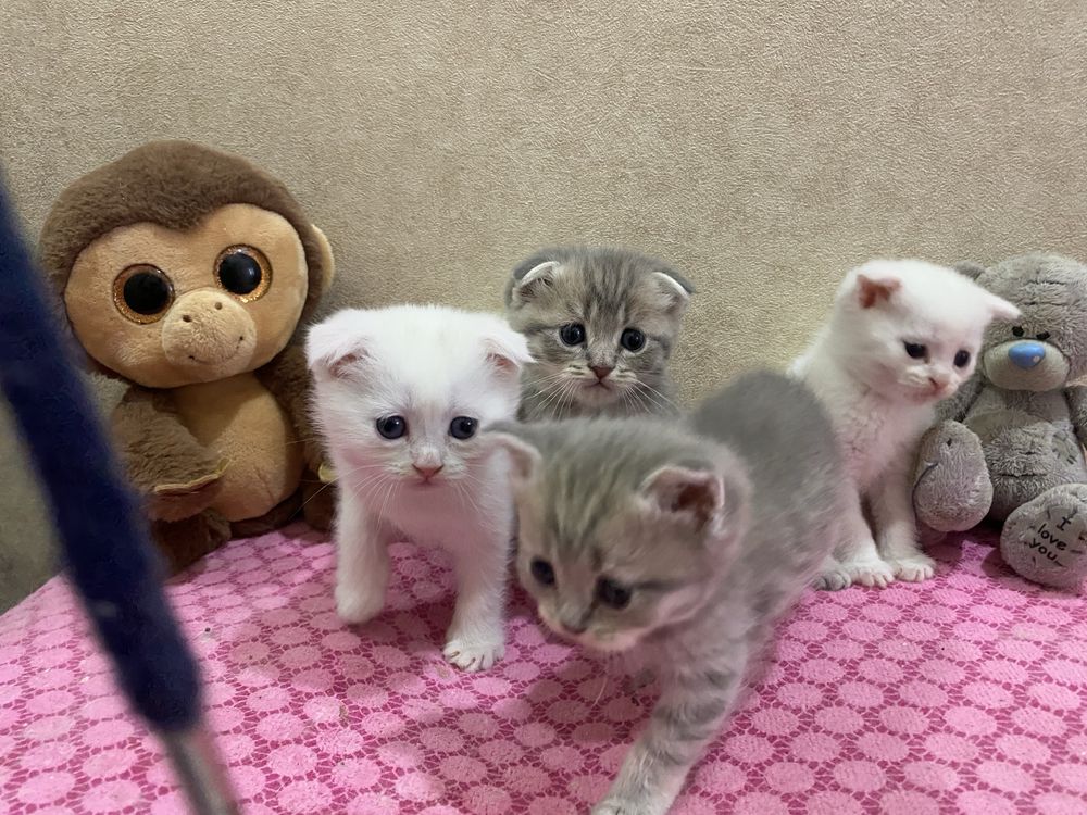 Продам котят Scottish Fold и Scottish Straight