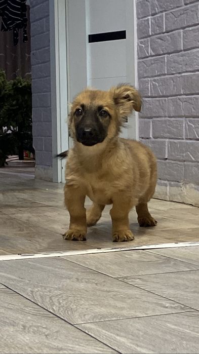 Щеночек звонок в добрые руки