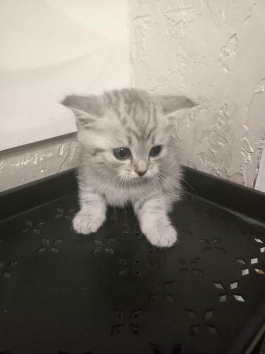Котенок скотишь страйт
