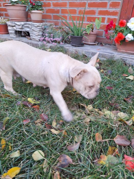 Bulldog francez femela