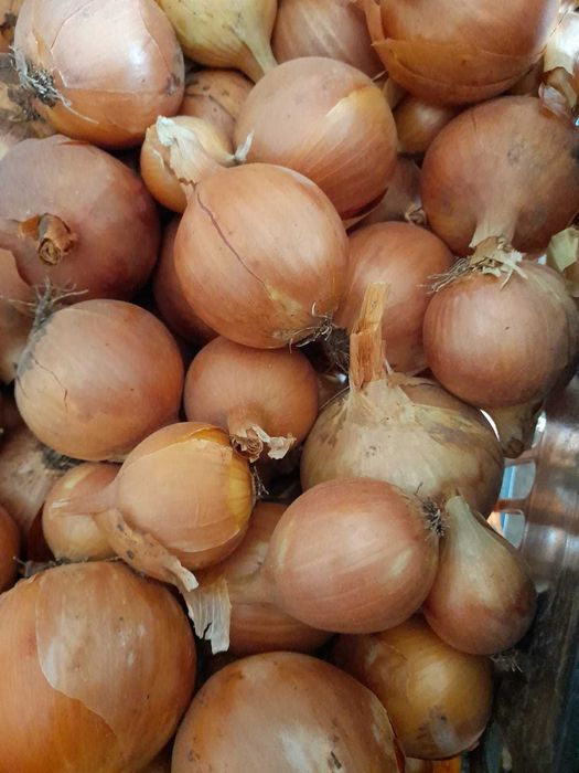 Vand ceapa productia an 2025