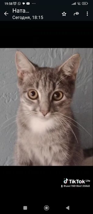 Котенок в хорошие руки