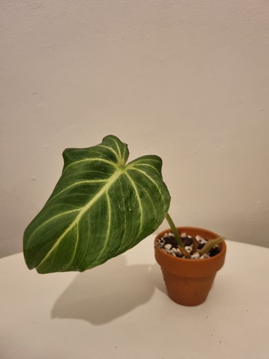 Philodendron gloriosum