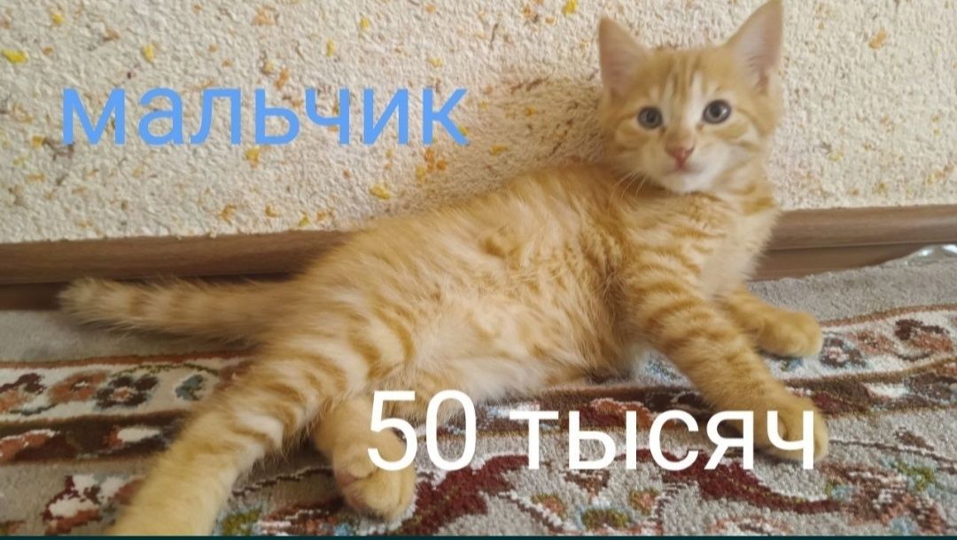 Продаются котята
