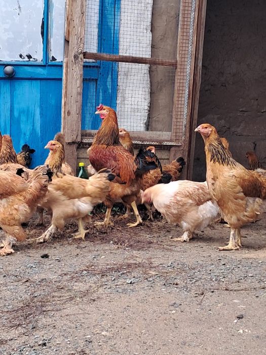 Подарю домашних кур брам