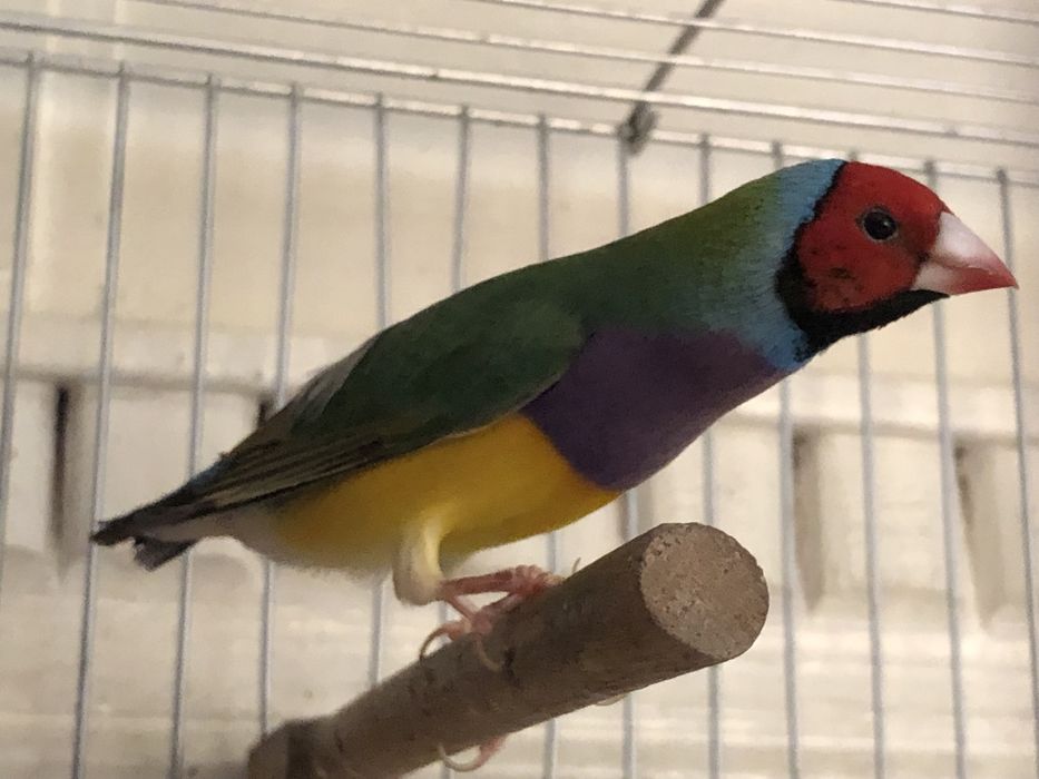 Тайор нар амадинла сотилади