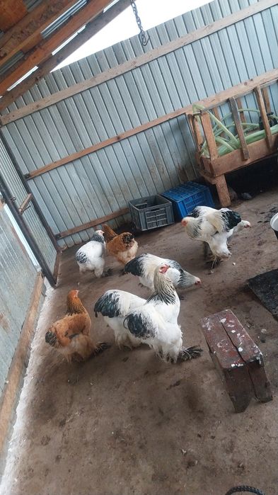 4 cocoși Brahma de vânzare