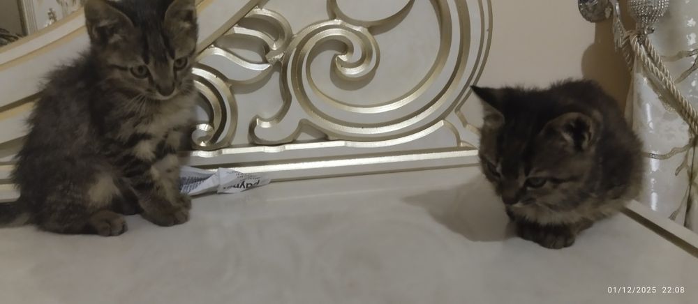 2 ta mushuk bepul beriladi ozoda uy mushuklari