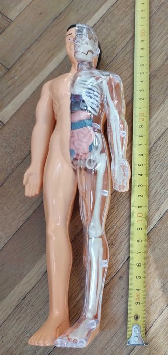 Образователна анатомична фигура - Човешко тяло 3D, 29.5см