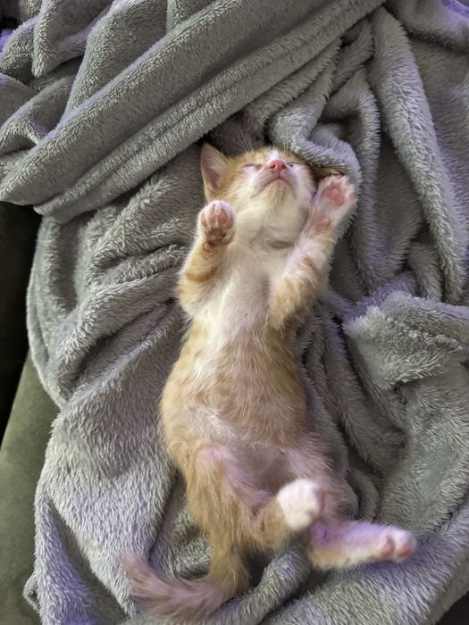 Котенок Бесплатно