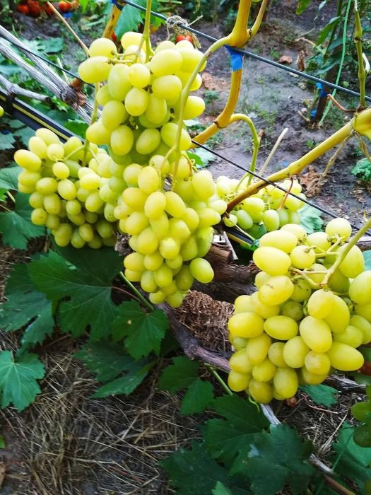 Vita de vie soiuri cu gust de muscat si gust armonios fructat