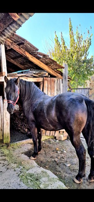 De vânzare Armăsar de 18 luni