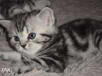 Питомник британских кошек "Шерхан"предлагает к продаже котят.