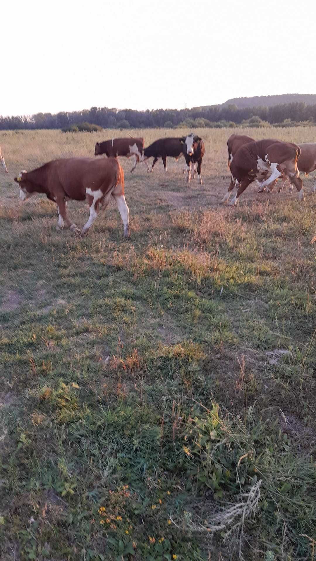Vitei de rasa Baltata Romaneasca