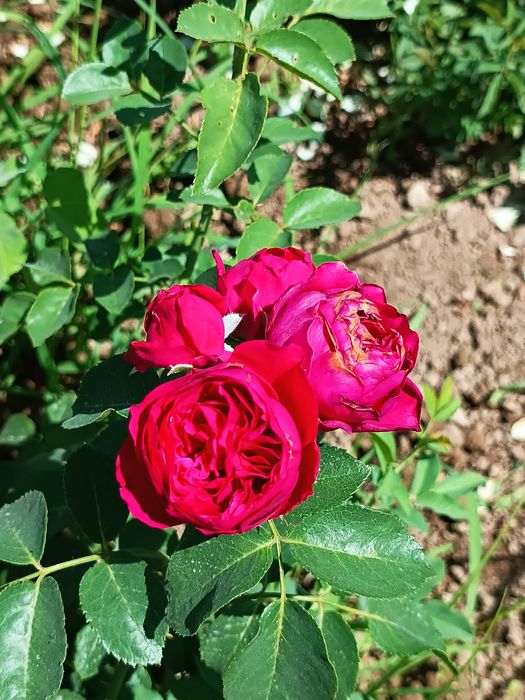 Атиргул кочатллари сотамиз