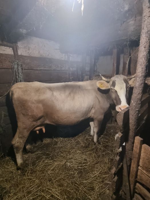 Vaca de vanzare gestantanta