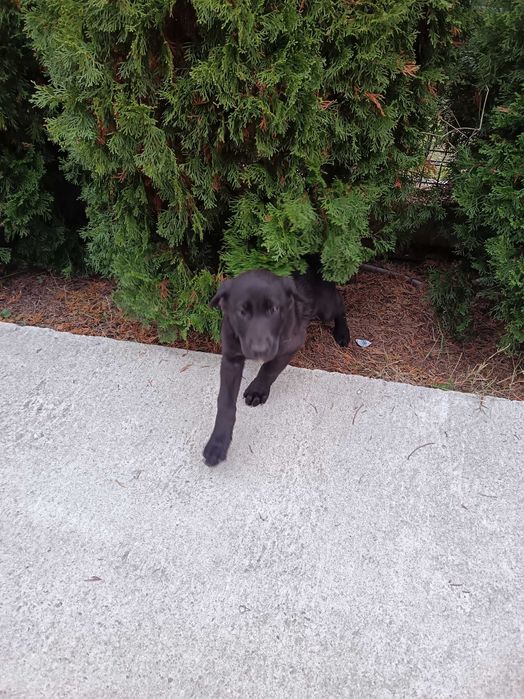 Подарявам кученце