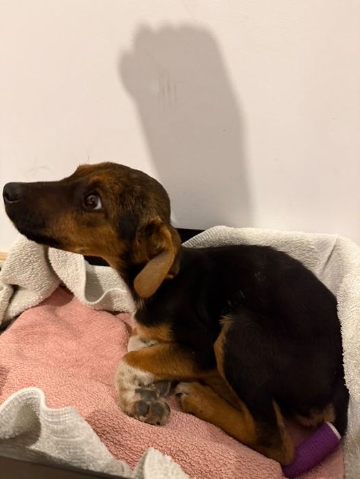 Кученце на 2 месеца, БЕЗПЛАТНО , търси дом, спешно