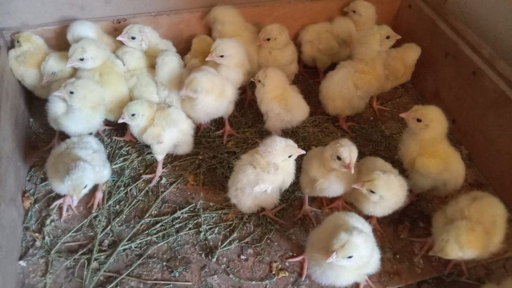 Суточныи и үлкендері бар бролерь