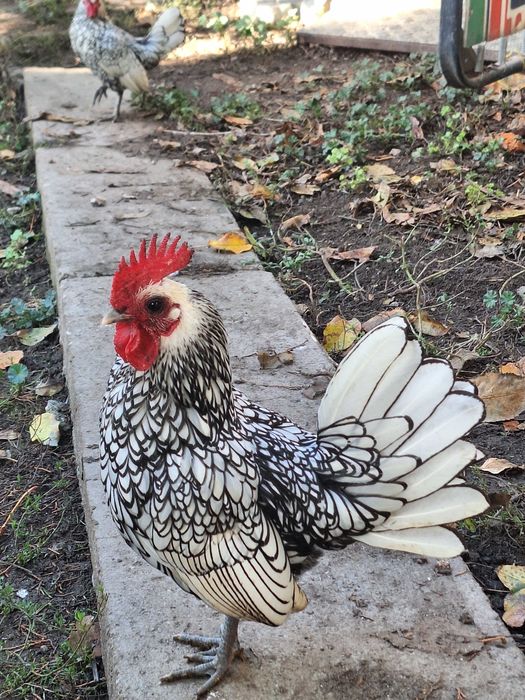 Двойка сребърен зибрайт