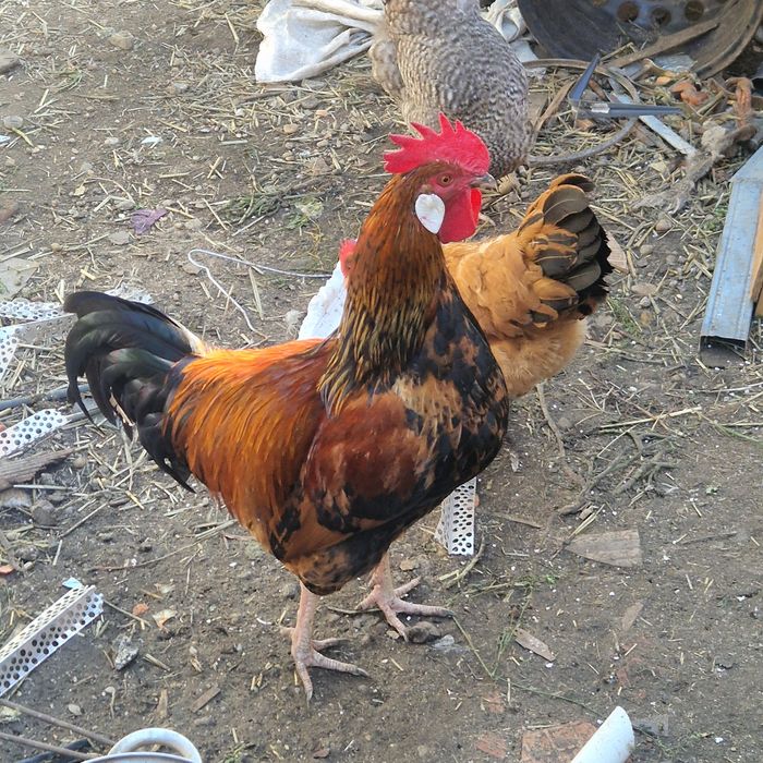 Cocoși Austrolorp si Brahma