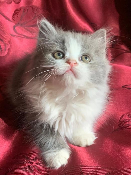 Британские котята,возрасте 1,5 месяца