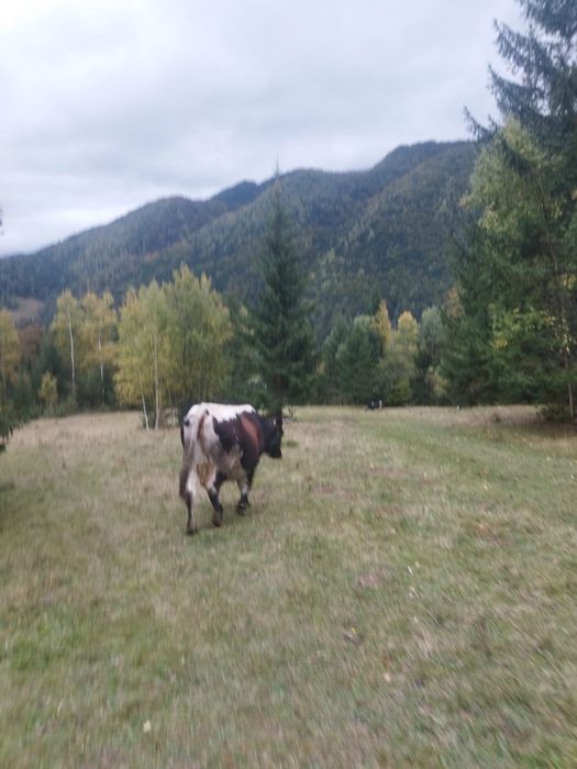 Vând vacă cu lapte