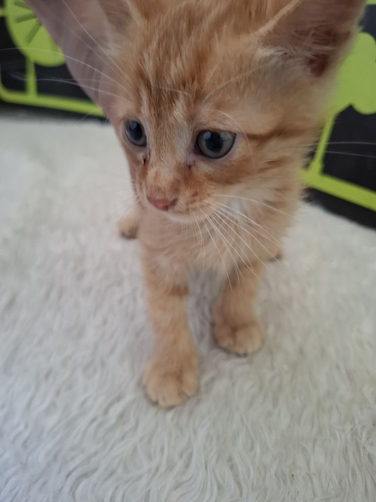 Мъжко рижаво котенце на 1,5м
