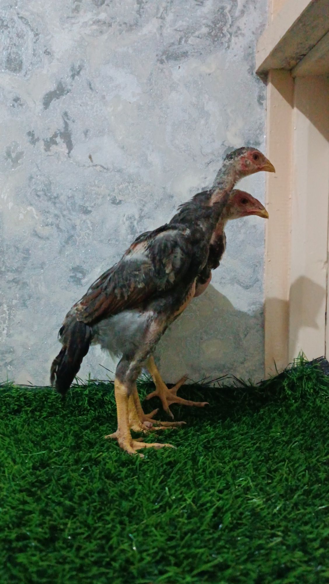 Dakan jojala sotiladi