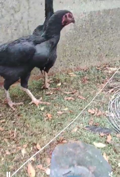 Продам двух бойцовых кур