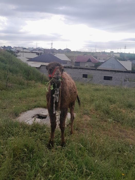 Тез арада Бота сатылады