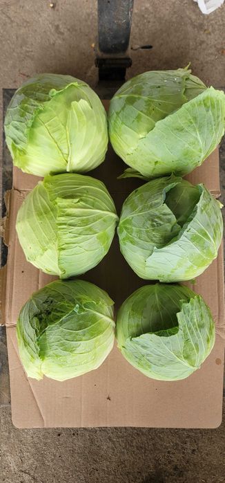 Varză de vânzare