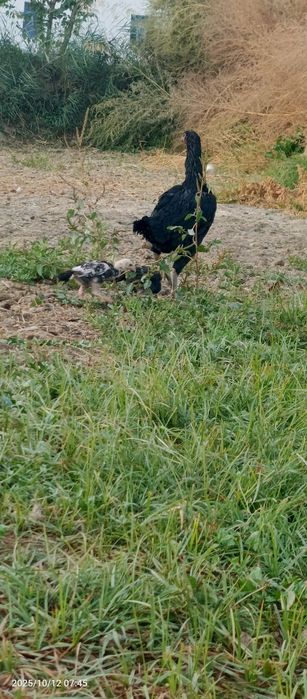 Куланги макиён жужалари билан сотилади