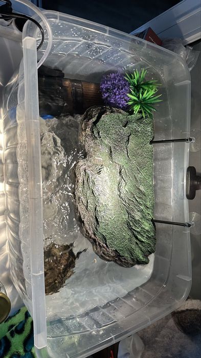 Продам черепах красноухих