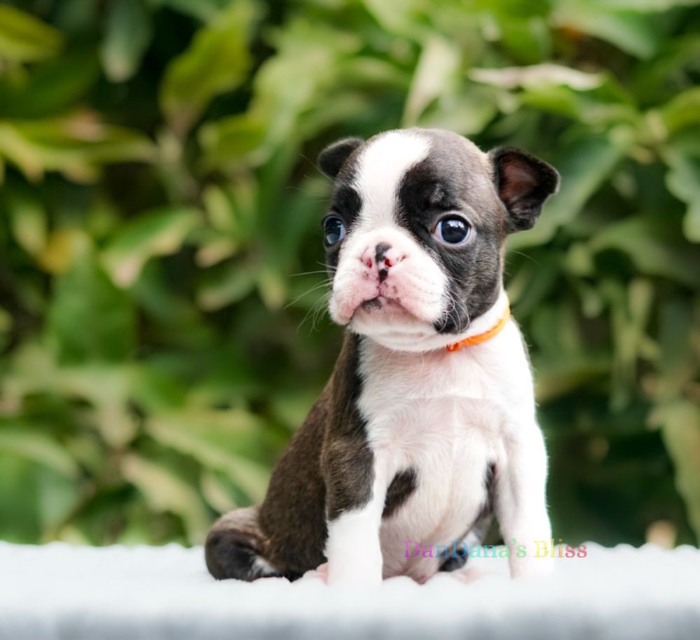 Boston terrier cu pedigree - fetita