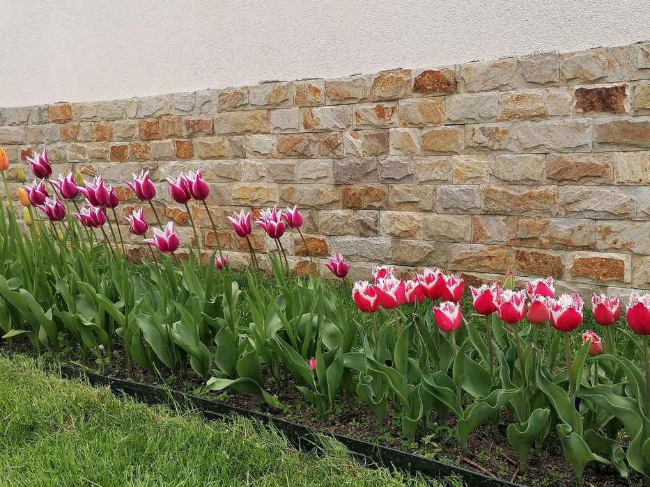 Лалета луковици различни цветове