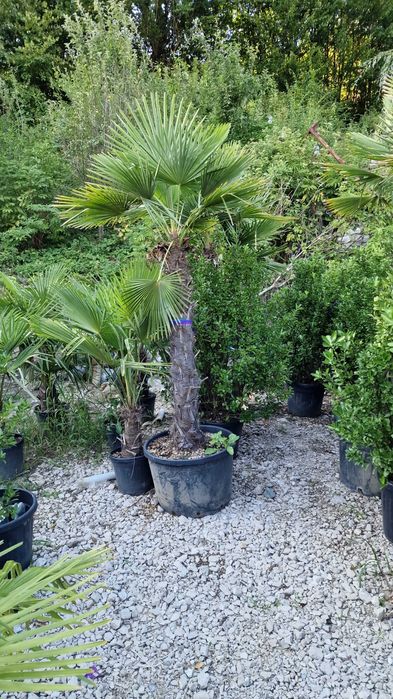 Trachycarpus Fortunei